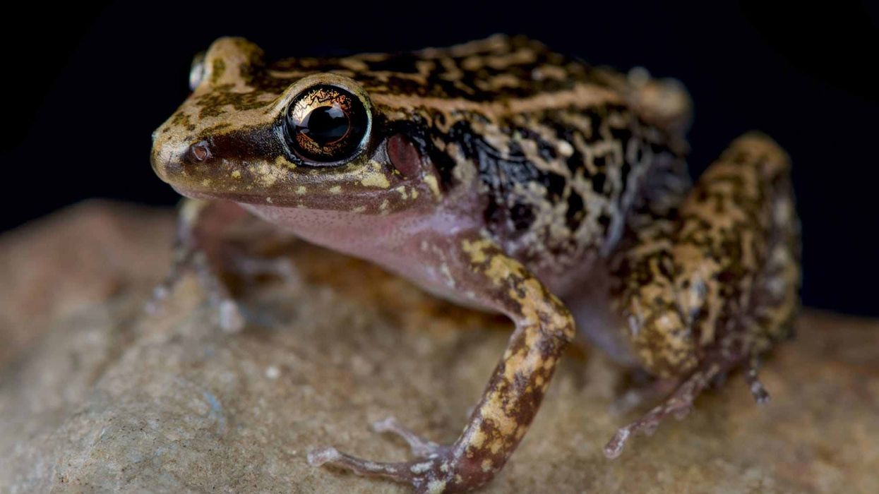 Greenhouse frog facts tell us they are native to Cuba, the Bahamas, and the Cayman Islands.