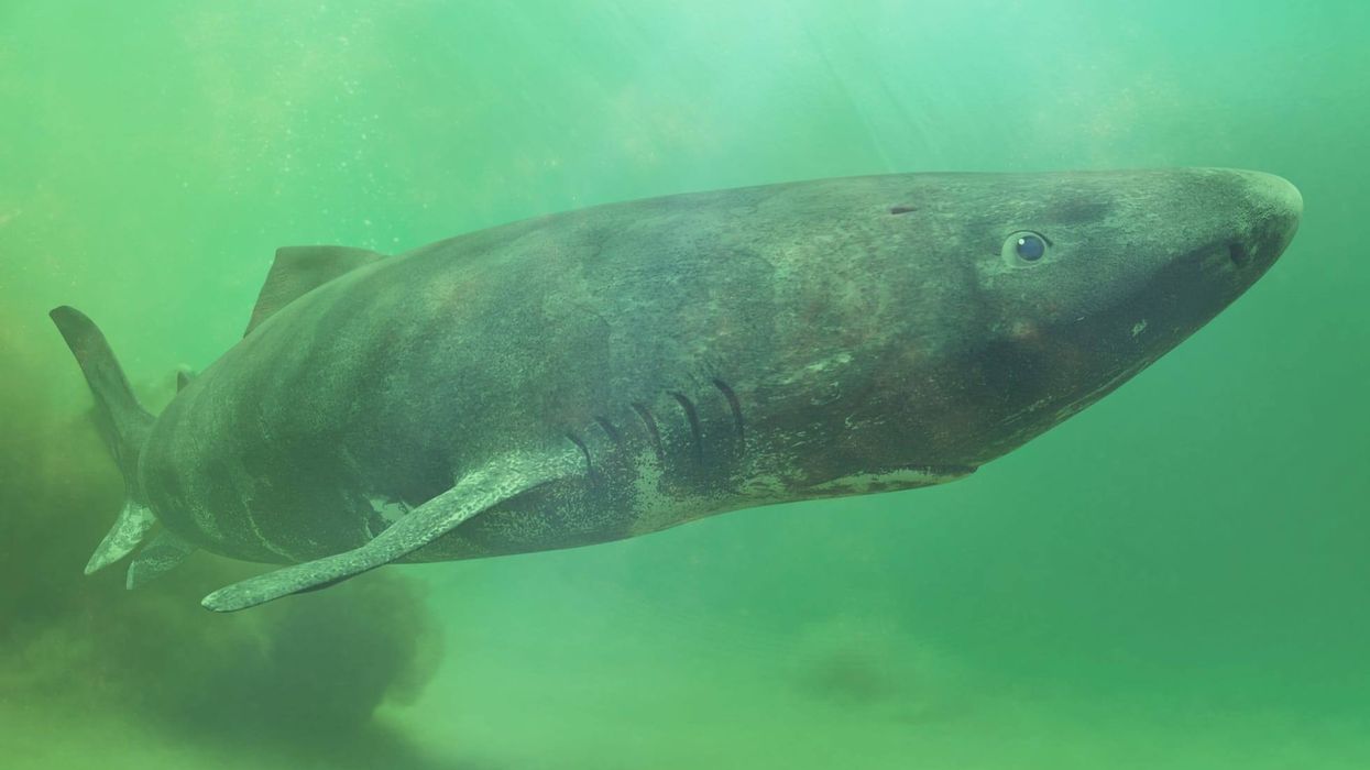 Greenland Shark facts like their lifespan is the longest of all vertebrate animals are interesting.