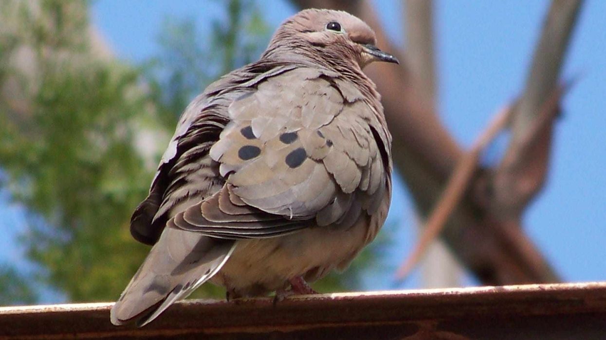Grenada Dove Fact File