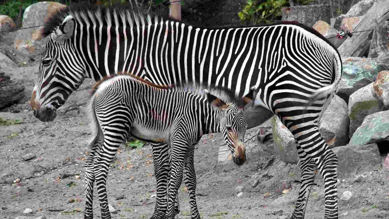 Grevy’s zebra facts like they are named after a French president from the 19th century, Jules Grevy are interesting.
