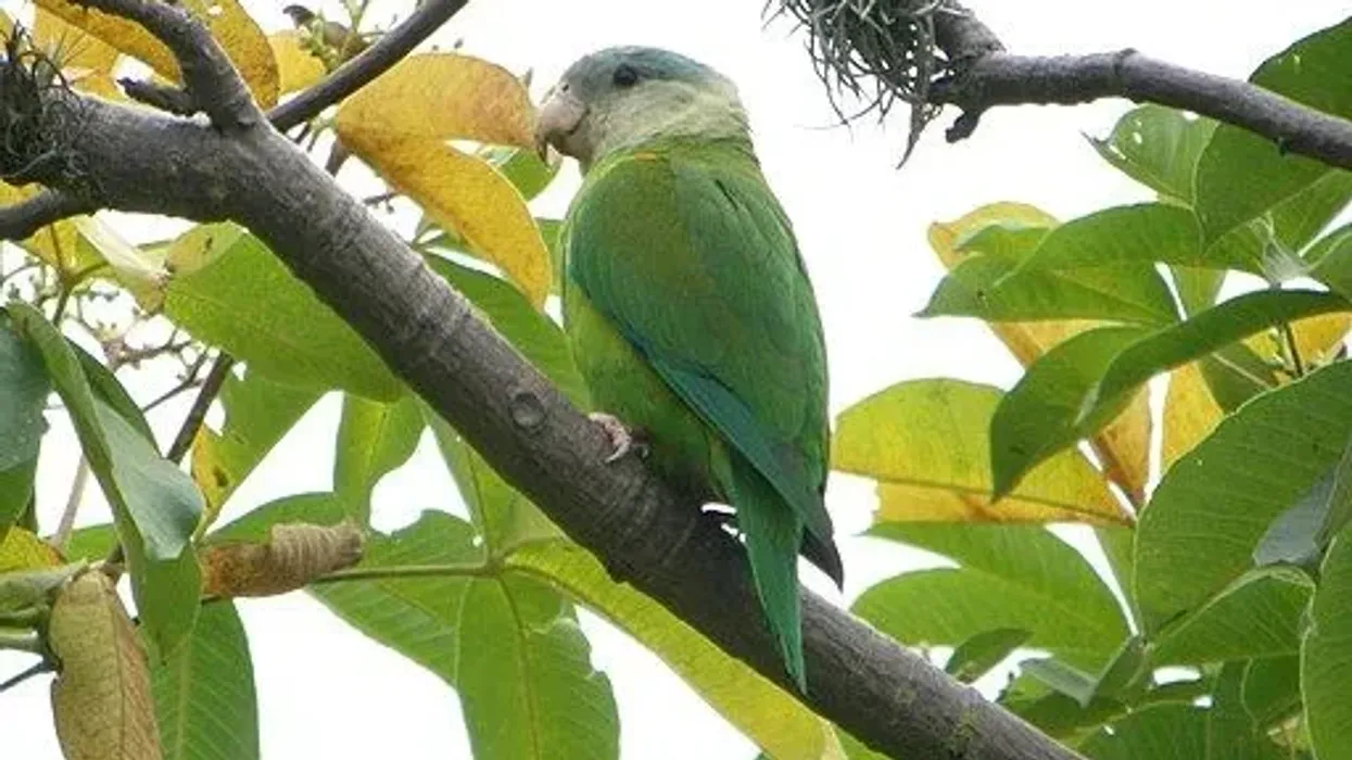 Grey-Cheeked Parakeet Fact File