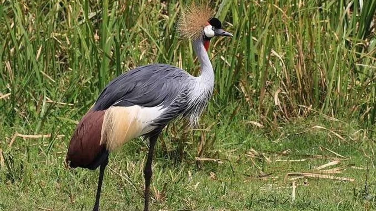 Grey crowned crane facts about the crane species protected by law in South Africa, Zimbabwe, Uganda, and Kenya