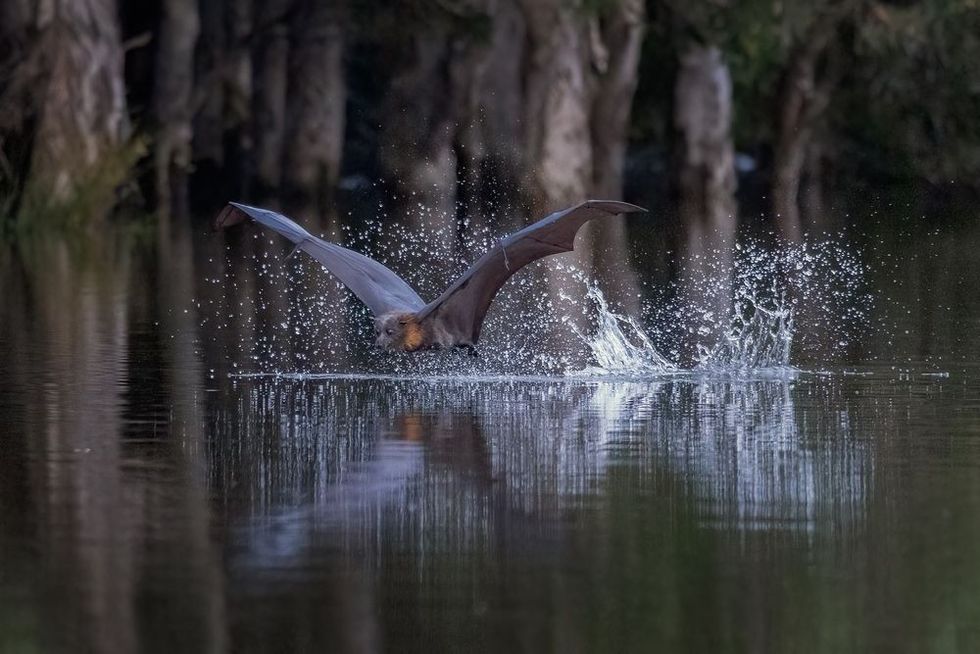 Grey headed flying fox just after skimming the surface of a pond