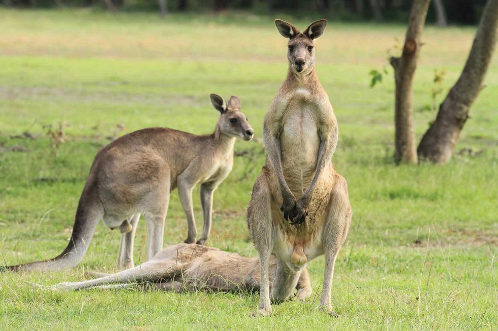 Grey kangaroos in grass.