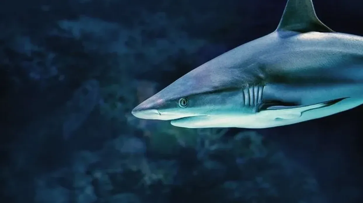 Grey reef shark facts on sharks who prefer living near coral reef in shallow waters