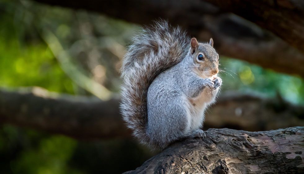 Grey squirrel in nature.