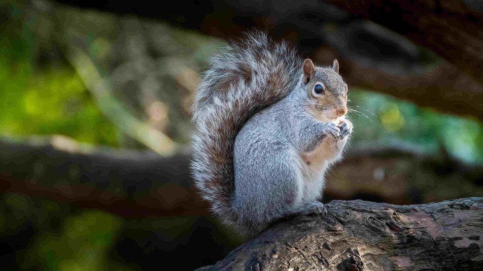 Grey squirrel (Sciurus carolinensis) portrait