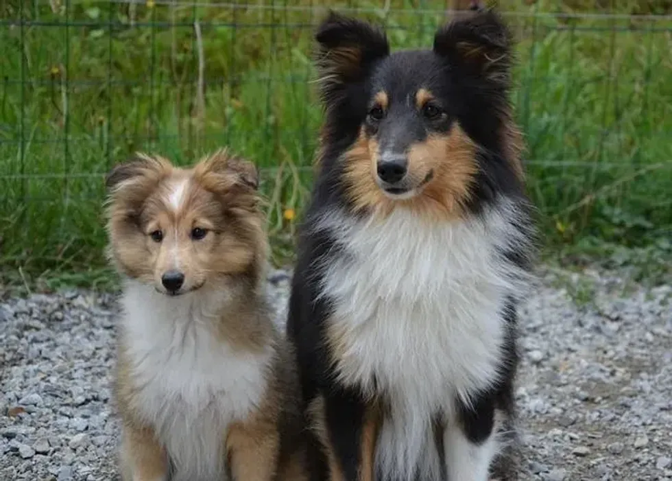 Grooming and training are important to manage a Shetland sheepdog temperament.