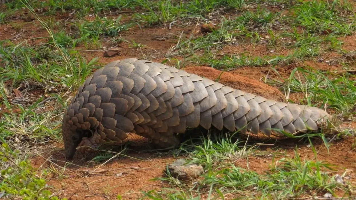 Ground pangolin facts are interesting.