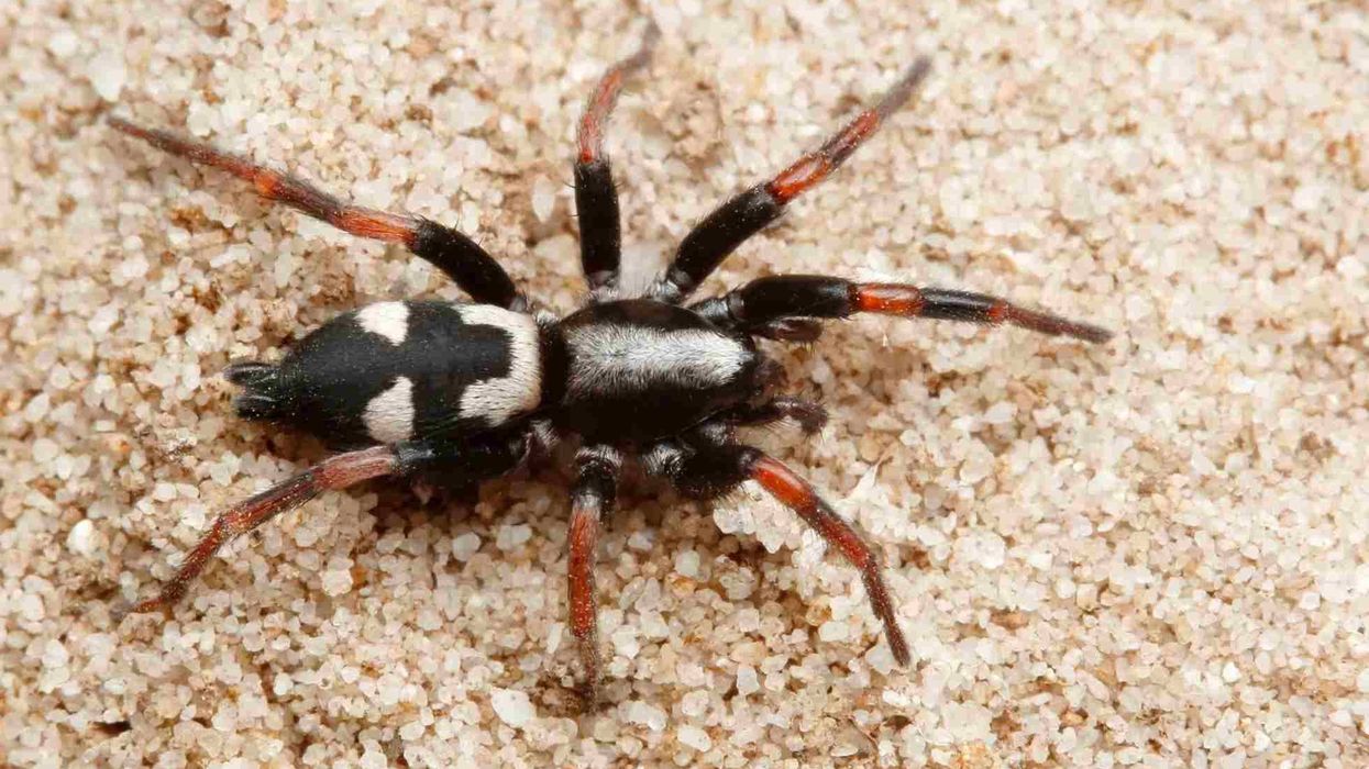 Ground spider facts about the widely varied group of arthropods