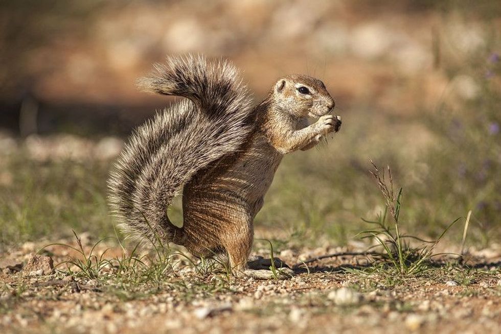 Ground Squirrel eating with hands bushy tail.