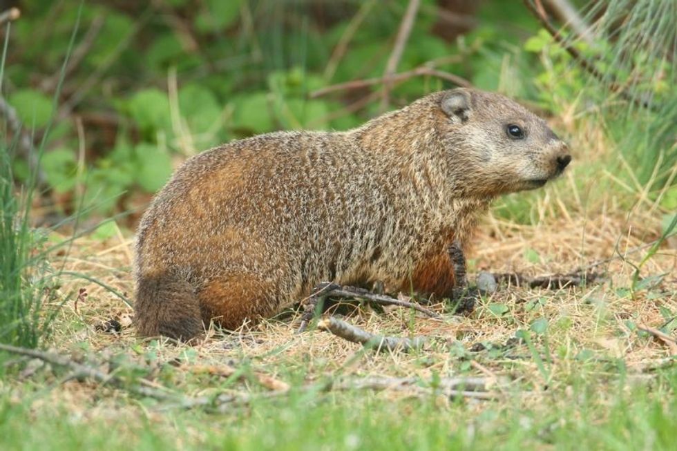 Groundhog sitting on grass