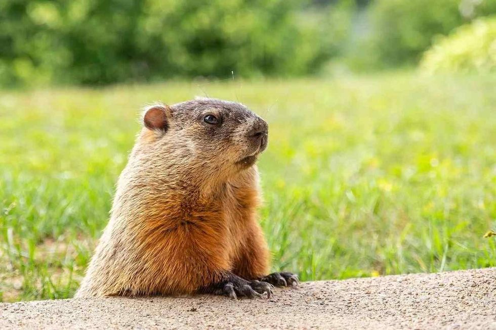 Groundhogs belong to the squirrel family