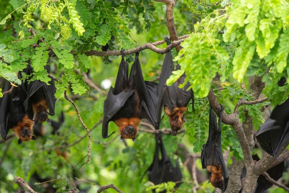 Group of Bats hanging on a tree branch.