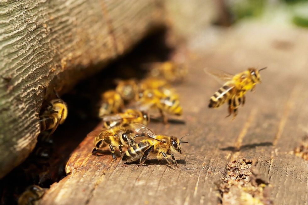 Group of bees near a beehive.