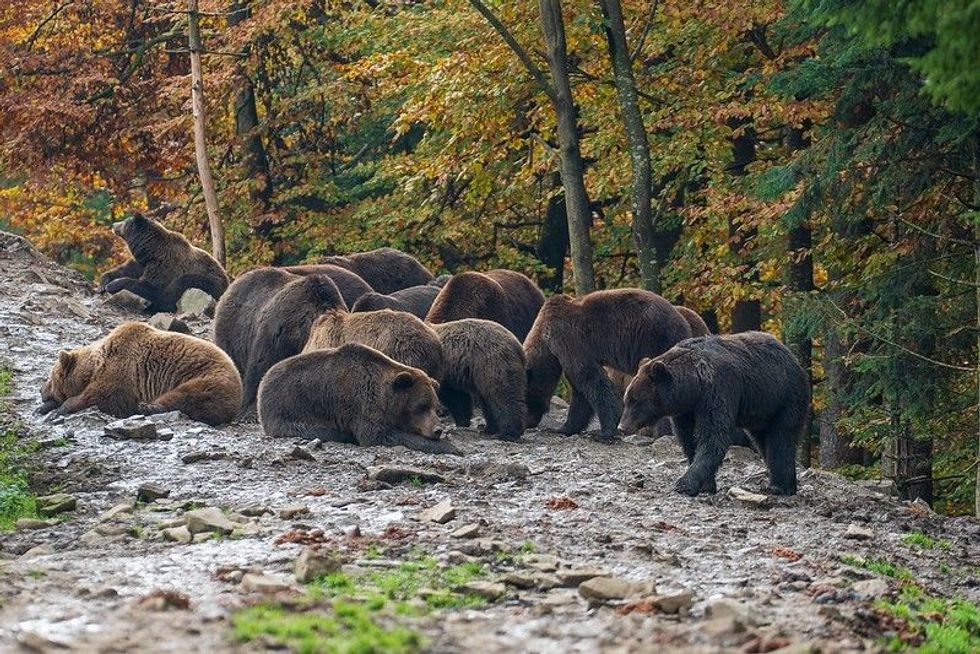 Group of brown bears in the  mountains.