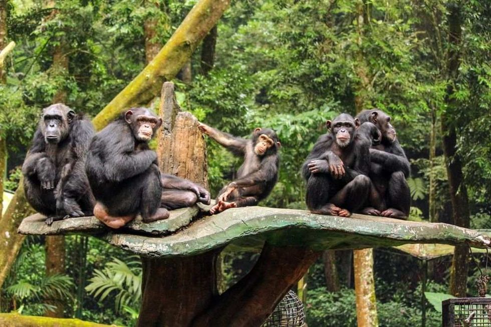 Group of Chimpanzees in zoo.