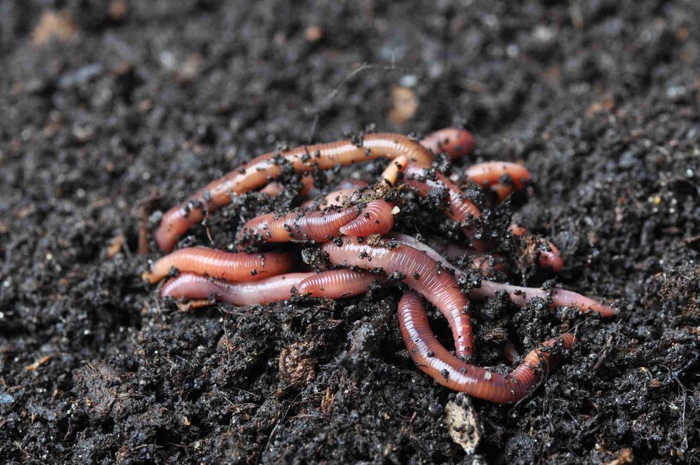 Group of earthworms.