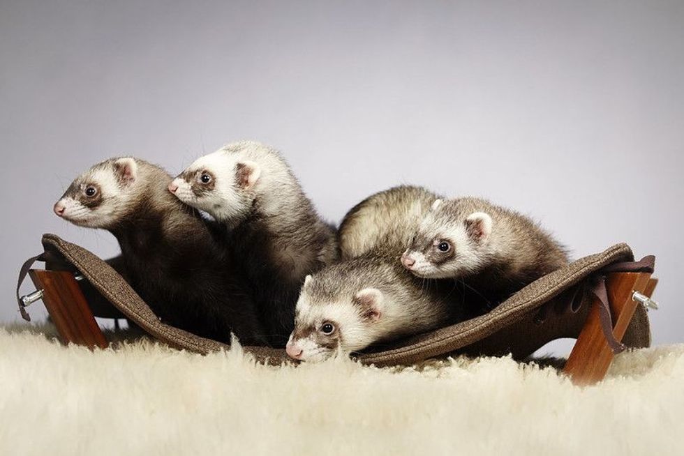 Group of ferrets portrait in studio.
