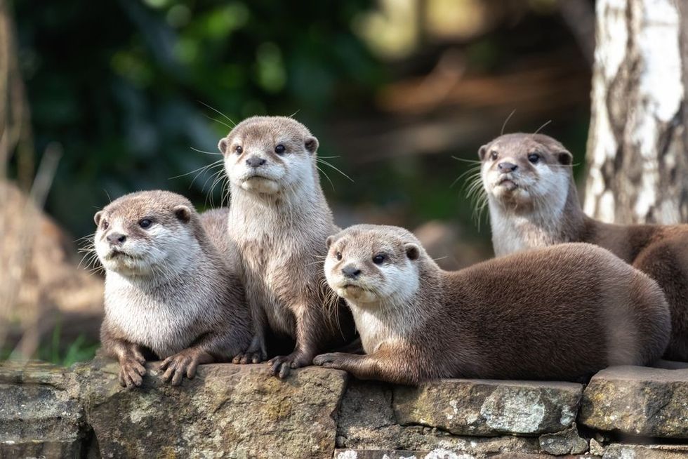Group of four small clawed otters