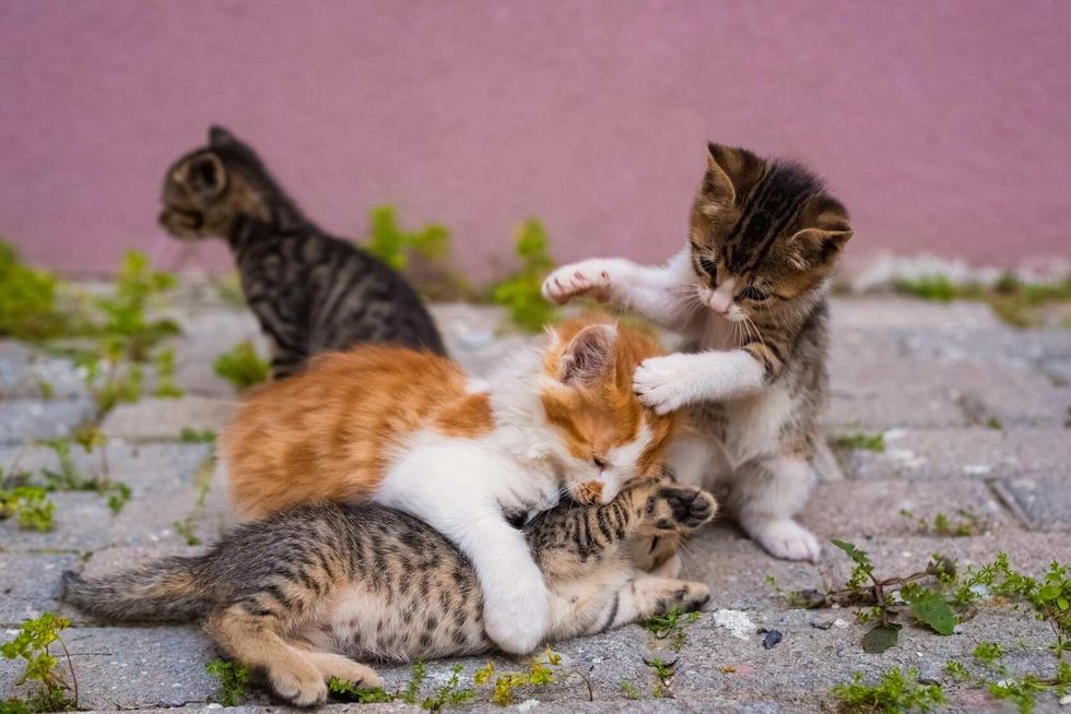 Group of four small kittens playing in street.