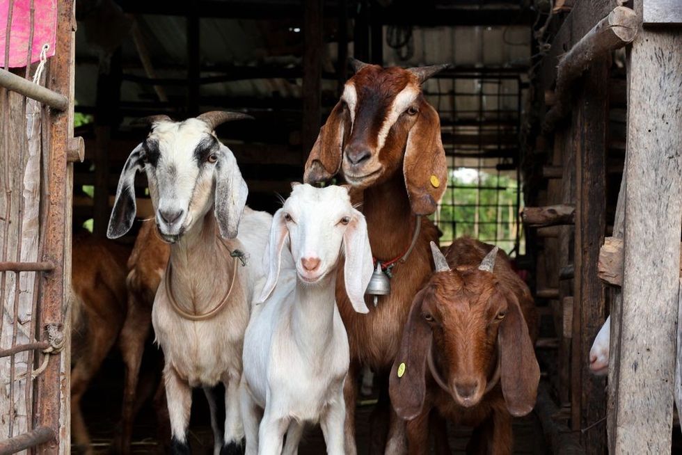 Group of goat in farm.