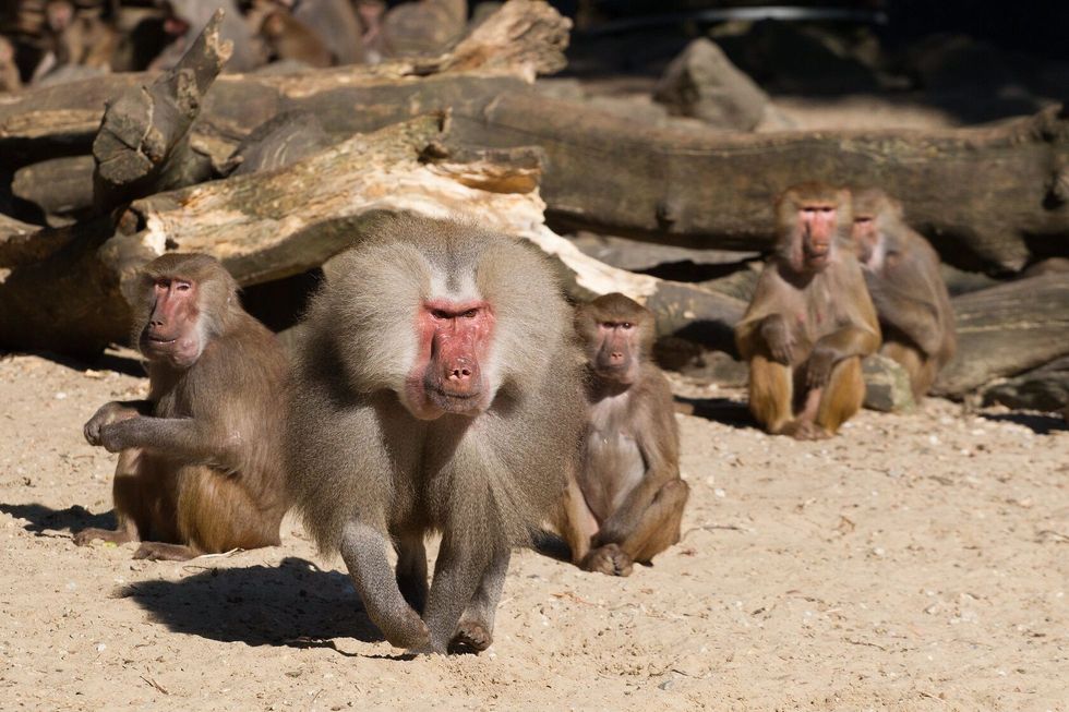 Group of Hamadryas baboons on ground