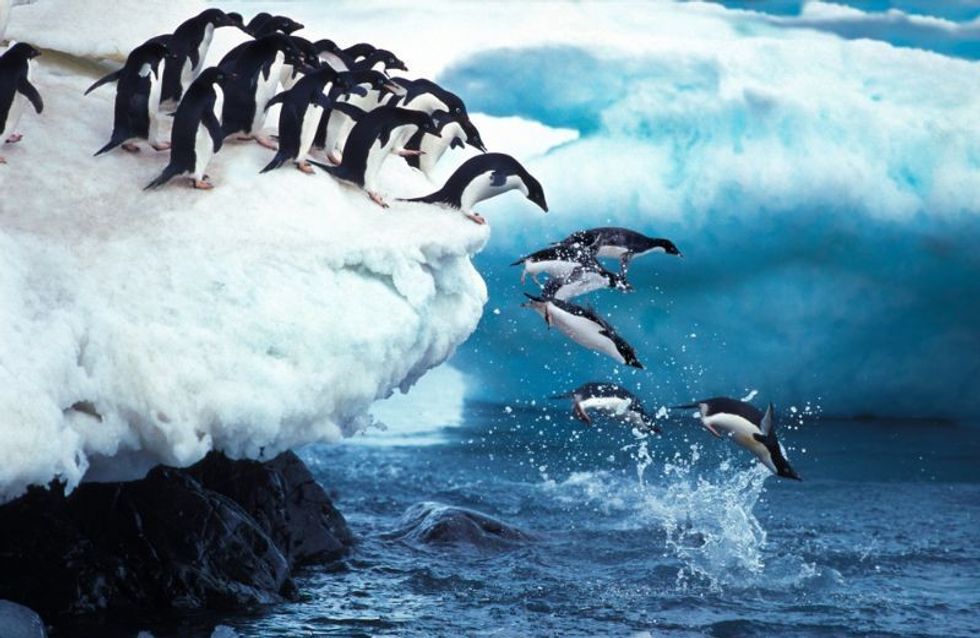 Group of penguins Leaping into Ocean