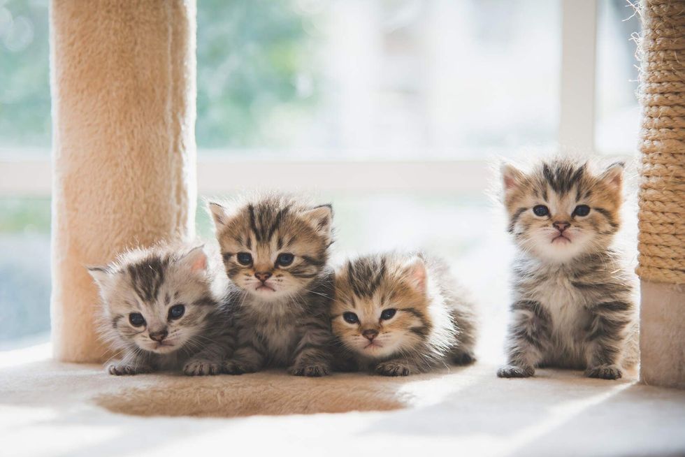 Group of Persian kittens sitting on cat tower.