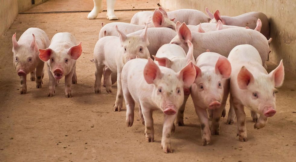 Group of pigs in farm