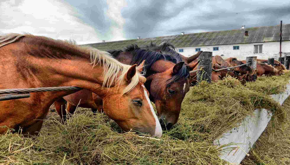 Group of purebred horses eating.