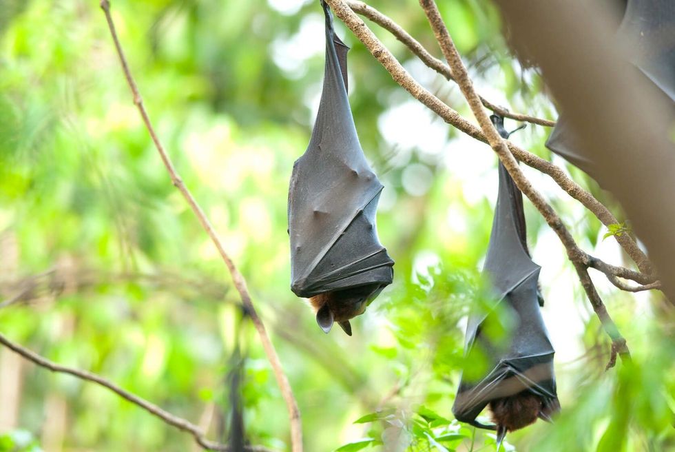 Group of sleeping lyie's flying foxes on tree.