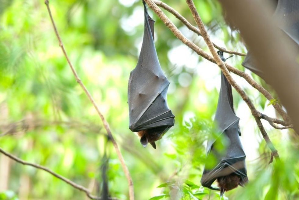 What Is A Group Of Bats Called? Interesting Facts For Kids Kidadl