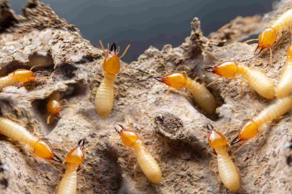 Group of the small termite on decaying timber