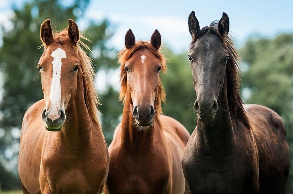 Group of three young horses on the pasture.