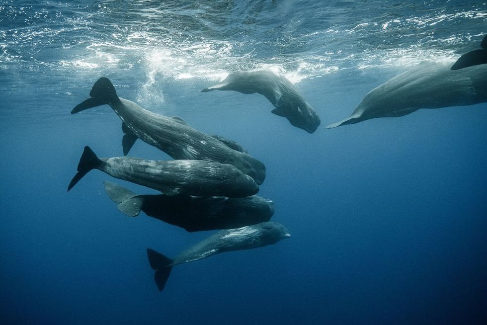 Group of whales swimming in the ocean.