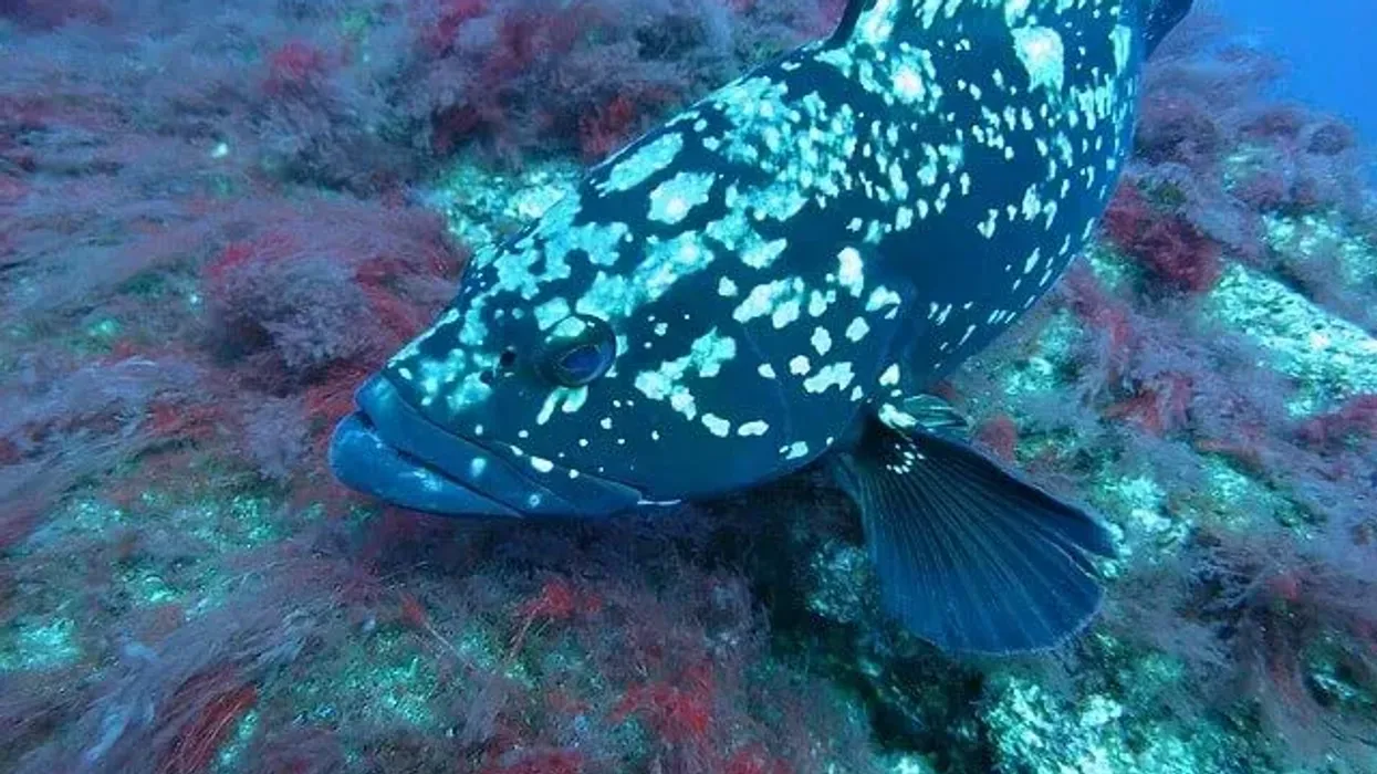 Groupers have the ability to travel 100 miles (160 km) to spawn.