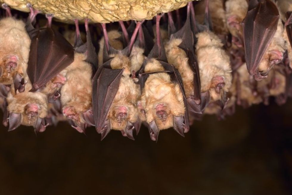 Groups of sleeping bats in cave