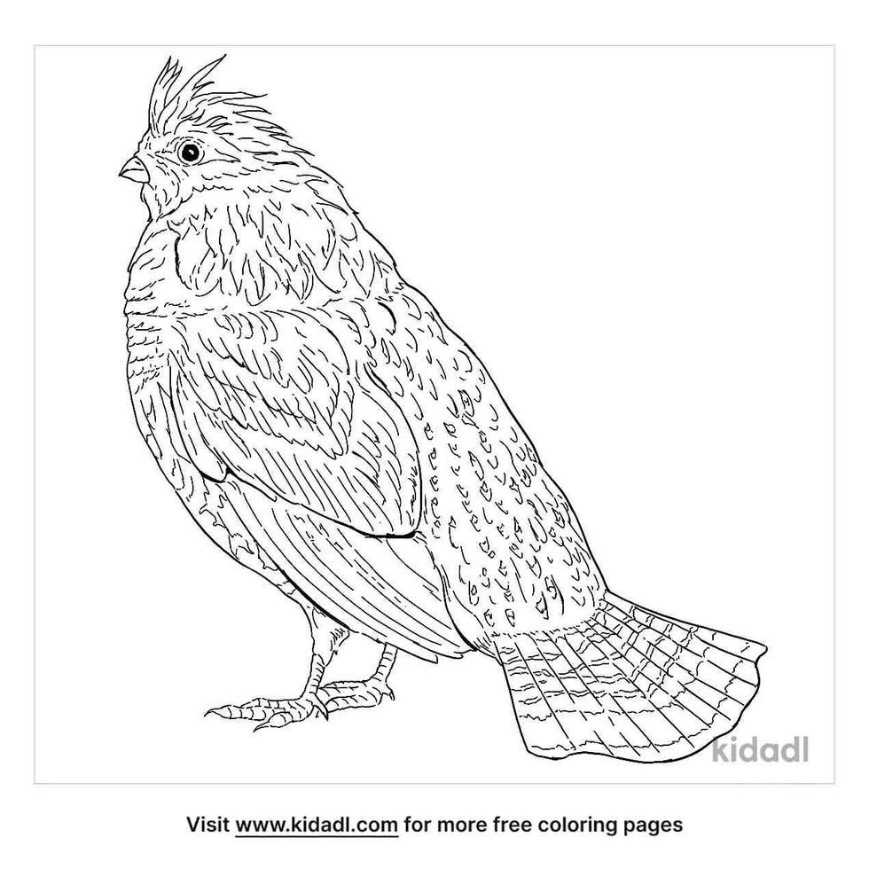 Grouse coloring pages for kids.