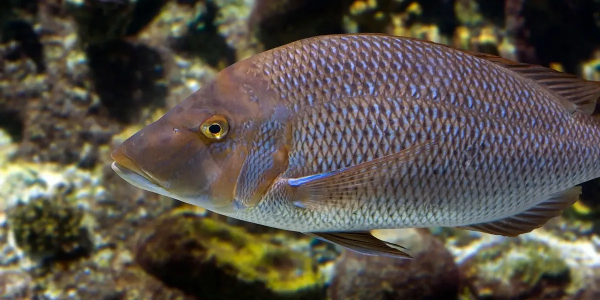 Fun Grunter Fish Facts For Kids | Kidadl