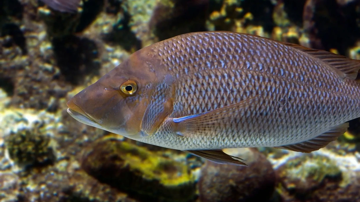 Fun Grunter Fish Facts For Kids | Kidadl