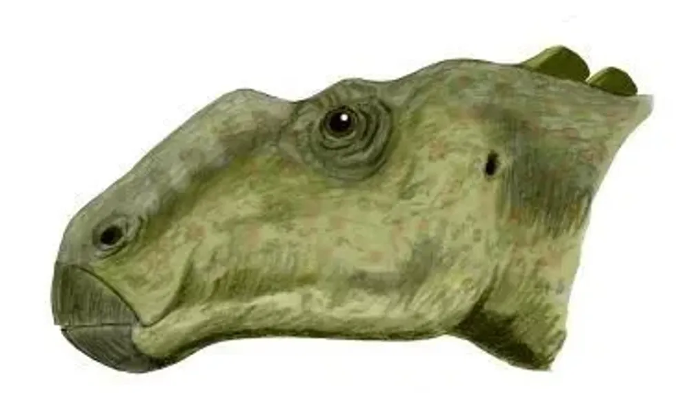 Gryposaurus facts are about three dinosaur species belonging to Alberta, Utah, and Montana.