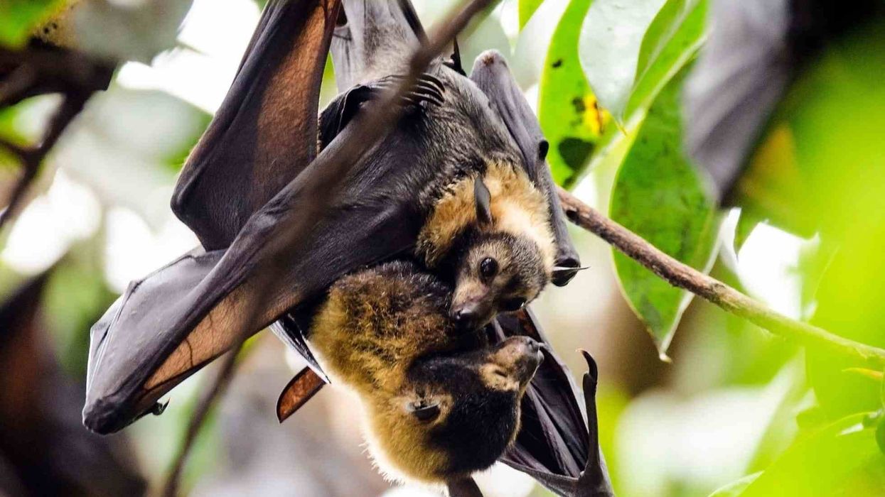 Guam flying fox facts are interesting.