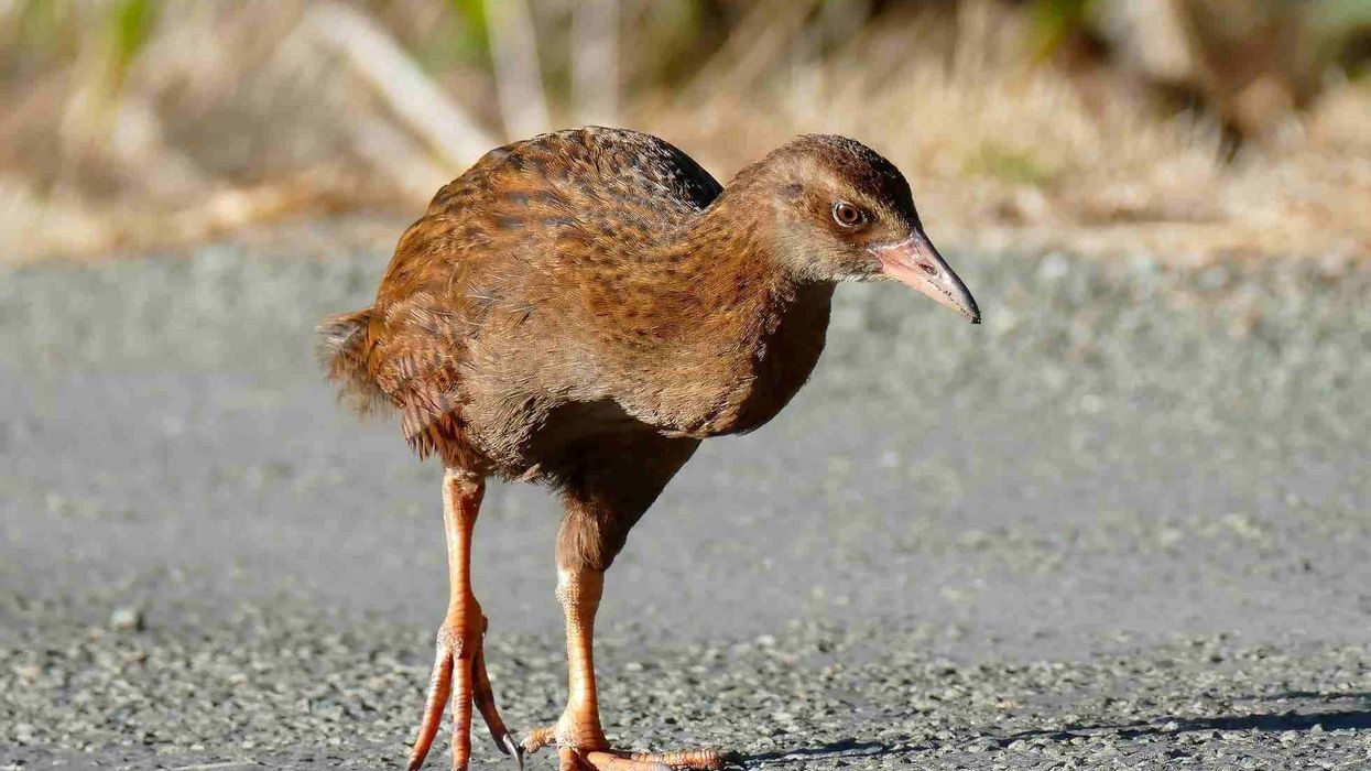 Guam Rail facts are about the bird's behavior in the wild.