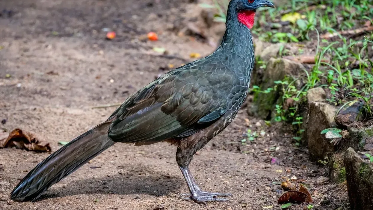 Guan facts are all about these unique birds in the Cracidae family.