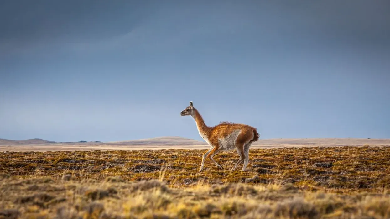 Guanaco facts are interesting.