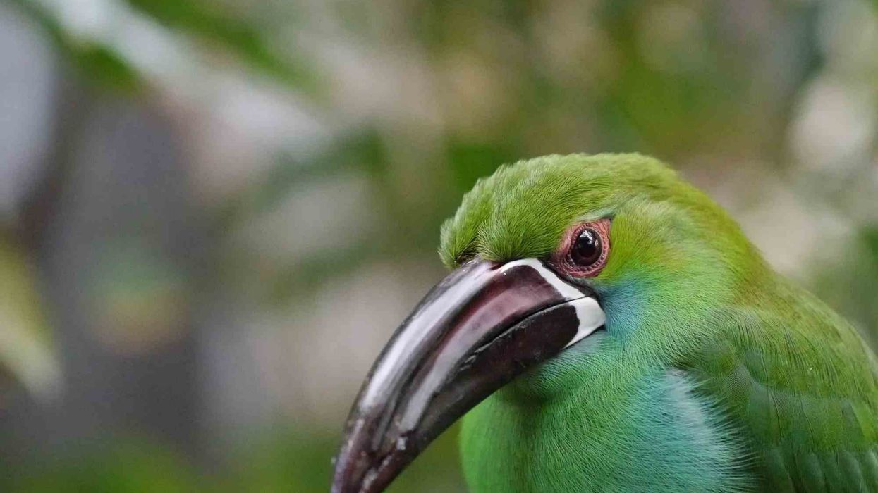 Guianan toucanet facts are about a bird found in the Amazon rainforest.