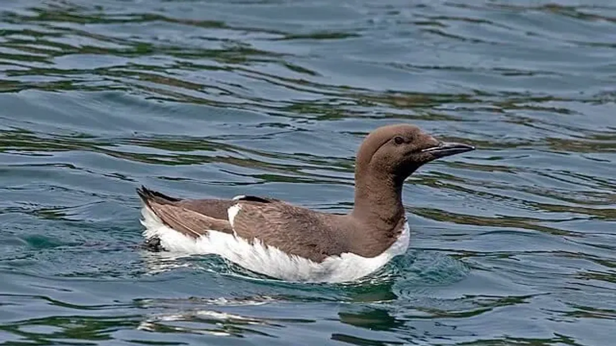 Guillemot facts are about a the small seabird species.