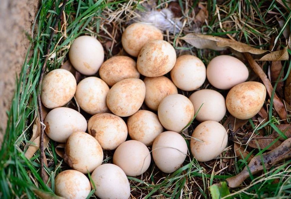 Everything Everyone Need To Know About Guinea Fowl Eggs | Kidadl