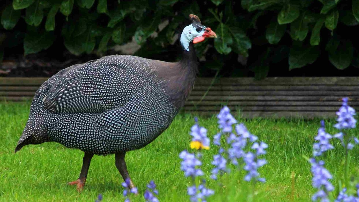Guinea fowl facts show that the avian can be domesticated